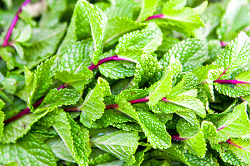 Image showing Fresh herb