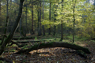 Image showing Old oak tree broken lying and hornbeam in sun