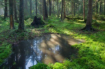 Image showing Open standing water inside coniferous stand