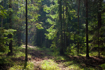 Image showing Path crossing old forest illuminated