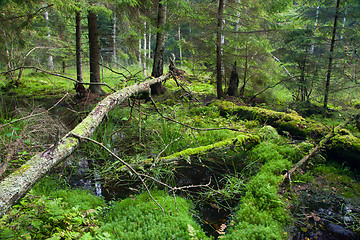 Image showing Summertime look of swampy stand and water