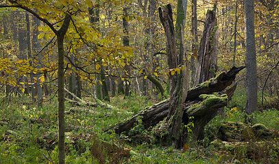 Image showing Old hornbeam tree broken lying