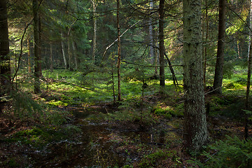 Image showing Late summer coniferous stand