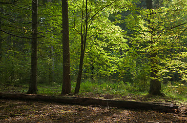 Image showing Shady deciduous mainly hornbeam stand