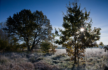 Image showing Frosted meadow landscape with two trees