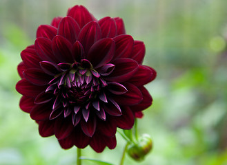 Image showing Colorful peony flower