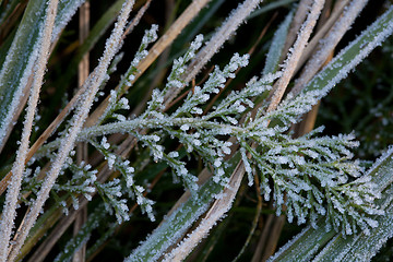 Image showing Frosted pland with crystal like ice