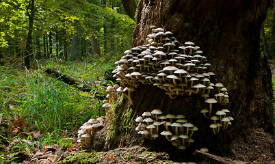 Image showing Old tree trunk declined with lot of fungi