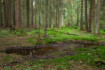 Image showing Waterhole inside coniferous stand of Bialowieza Forest