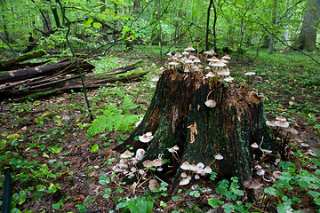 Image showing Old stump with autumnal bunch of fungus 