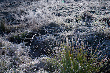 Image showing Frosted grass in sun
