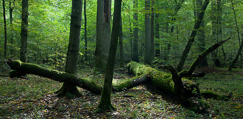 Image showing Moss wrapped part of broken oak lying 