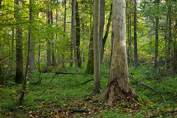 Image showing Natural mainly deciduous stand of Bialowieza Forest