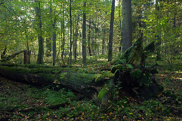 Image showing Stand of Bialowieza Forest with oak tree lying