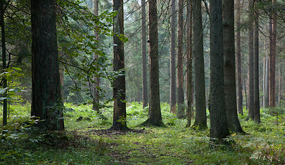 Image showing Early morning in the forest with dead spruces still standing