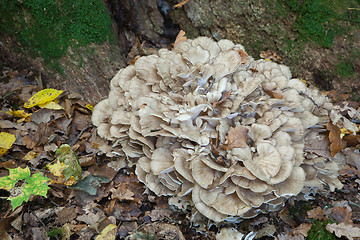 Image showing Hen of the Woods fungi grows natural