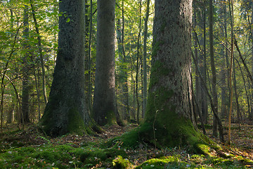 Image showing Old spruces in natural forest