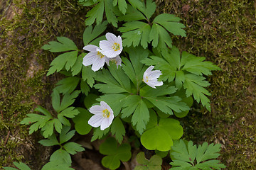 Image showing Bunch of flowering spring sorell