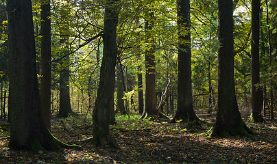 Image showing Very old trees in autumn