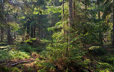 Image showing Late summer coniferous stand