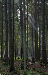 Image showing Coniferous stand of Bialowieza Forest