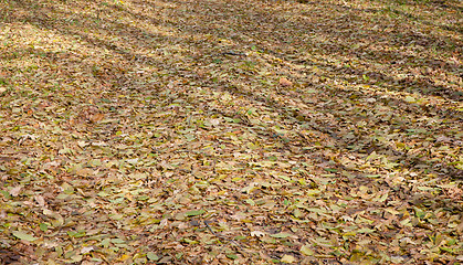 Image showing Ground road and dry leaves lying