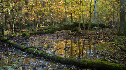 Image showing Autumnal wet deciduous stand forest with standing water