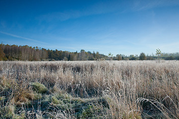 Image showing Frosted meadow landscape with blue sky