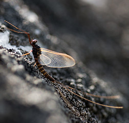 Image showing Mayfly