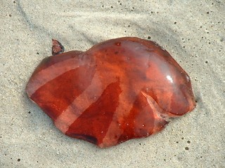 Image showing Jelly Fish
