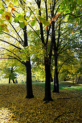 Image showing Autumn in forest