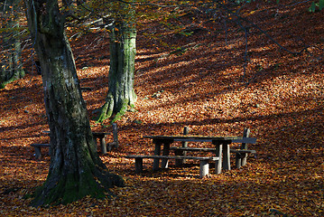 Image showing Autumn in forest