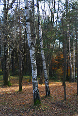 Image showing Autumn in forest