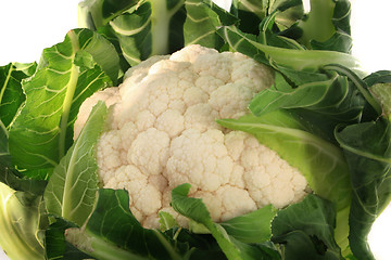 Image showing Cauliflower