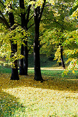 Image showing Autumn morning