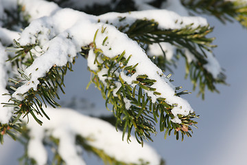 Image showing Winter Season