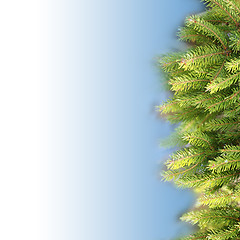 Image showing Fir branch Background