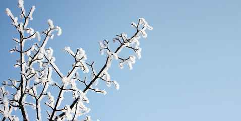 Image showing Frozen snow on the tree