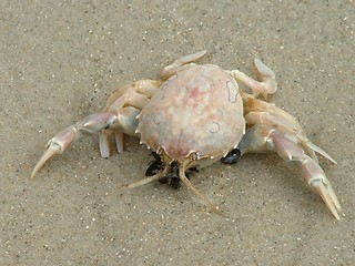 Image showing Crab