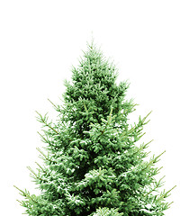 Image showing Green Pine for Christmas