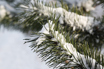 Image showing Christmas tree covered with snow
