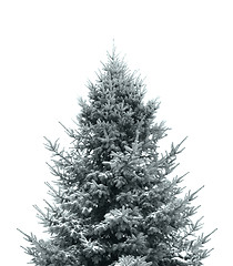 Image showing Dark green Christmas tree