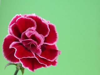 Image showing carnation