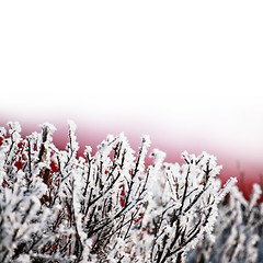 Image showing Ice on tree branches