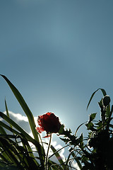 Image showing flower silhouette