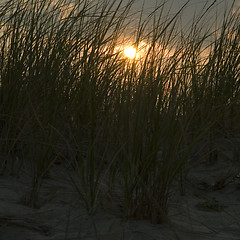 Image showing grass at sunset