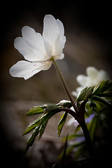 Image showing Wood anemone