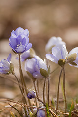 Image showing Blue anemones