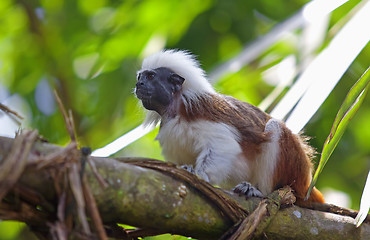 Image showing cotton-top tamarin