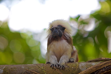 Image showing cotton-top tamarin